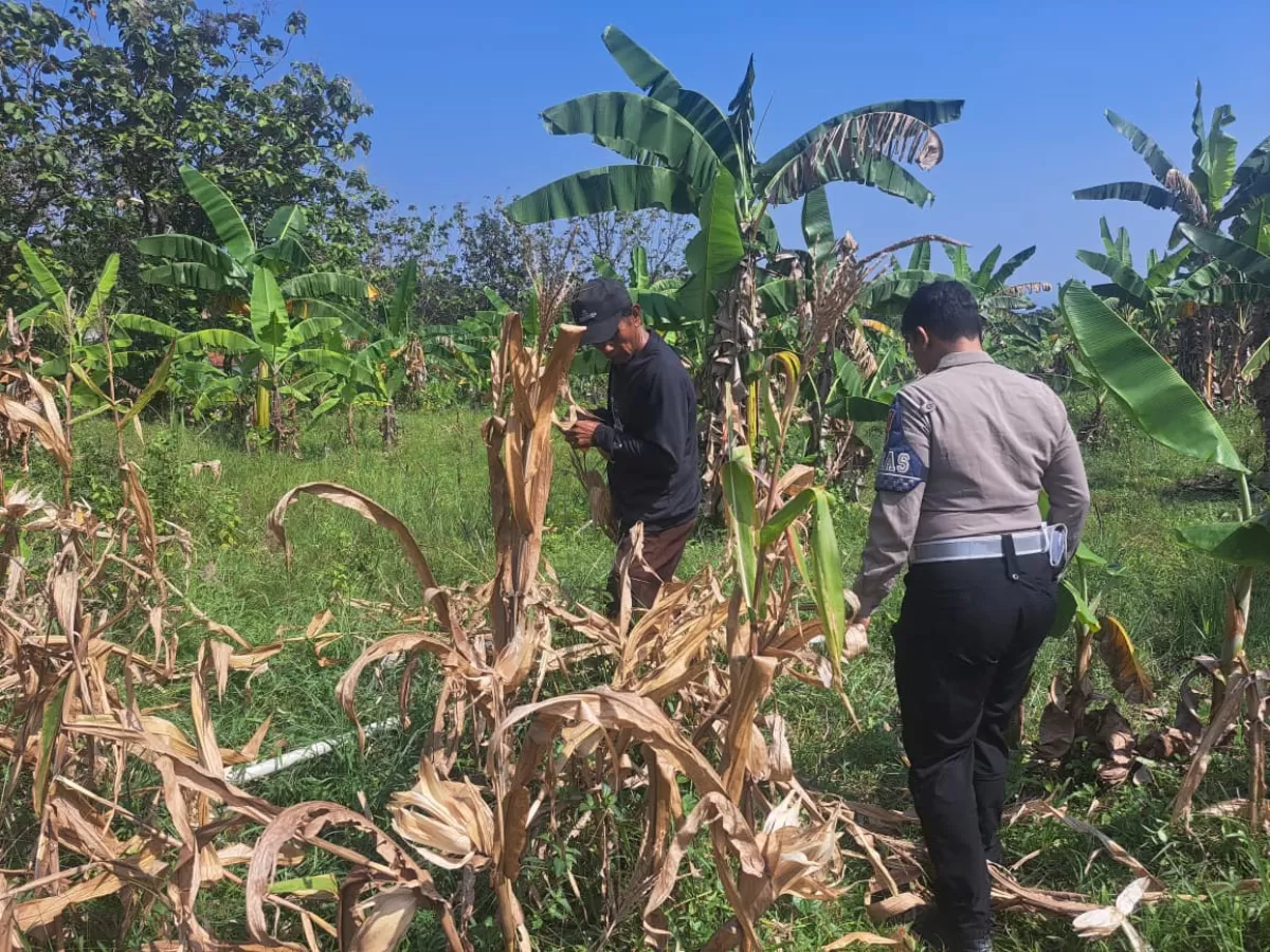 Sat Lantas Polres Bogor gelar panen jagung.jpeg (Foto/Sat Lantas Polres Bogor.)