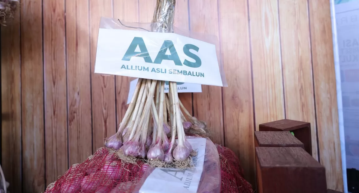 Produksi komoditas bawang putih nasional masih sekitar 39 ribu&ndash;40 ribu ton, sementara kebutuhan mencapai sekitar 600 ribu ton per tahun. (Dok. Kementan)