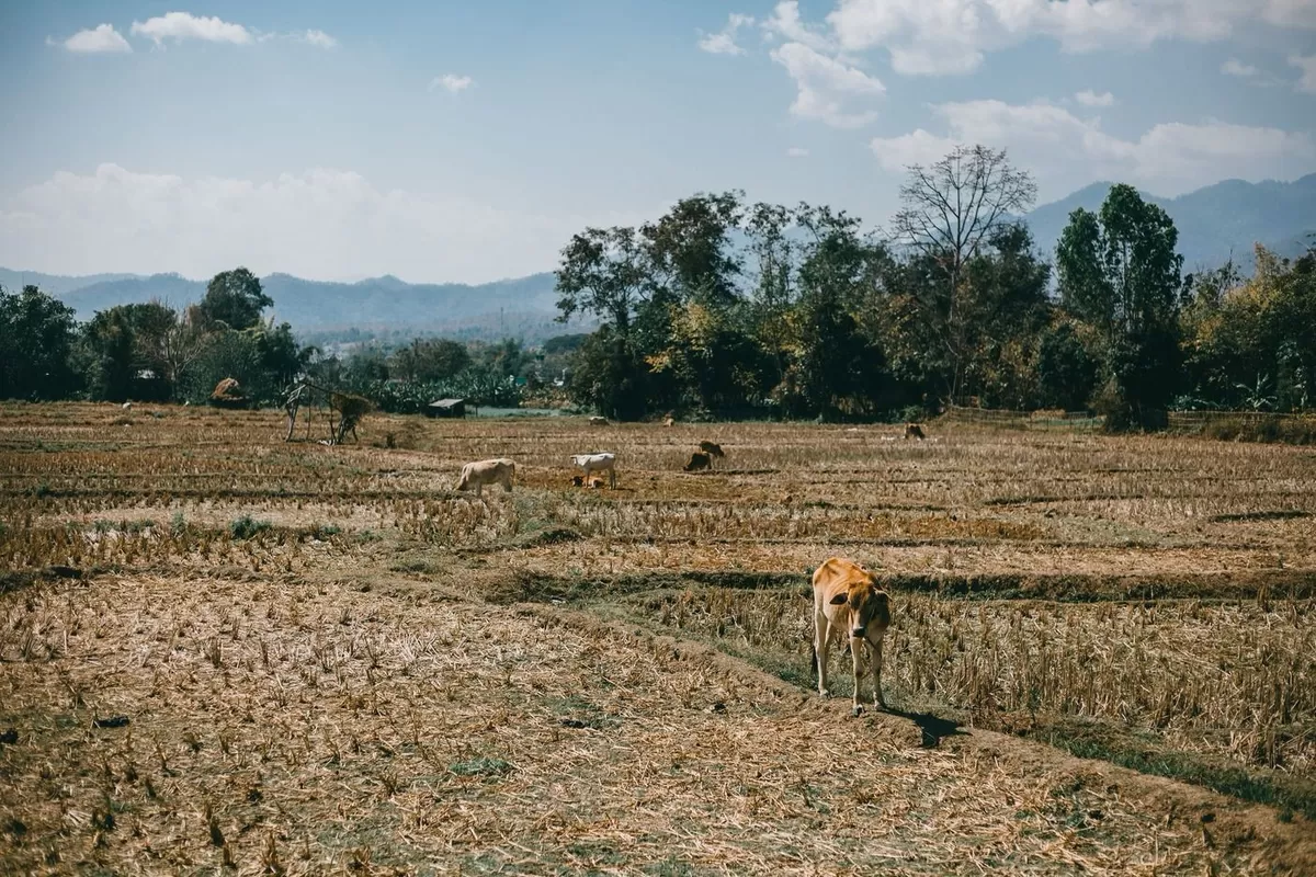 Dampak Kekeringan di Jawa Timur, 35.808 KK di 26 Kabupaten/Kota Masih Membutuhkan Air Bersih