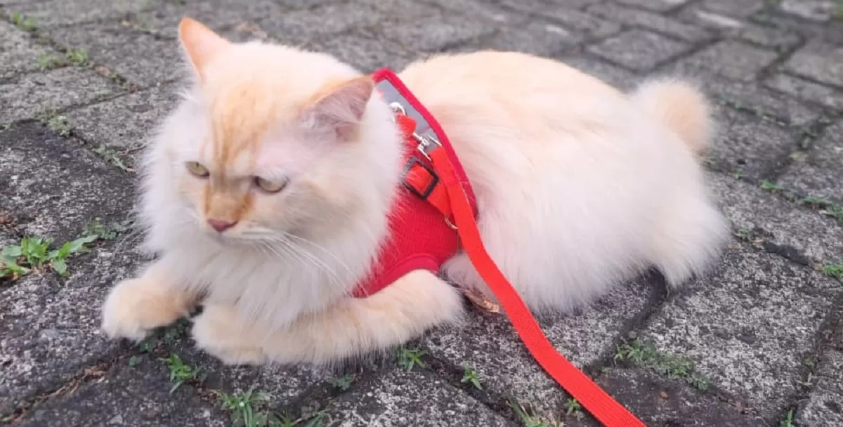 Startup Tiongkok memperkenalkan teknologi AI penerjemah suara kucing yang terhubung langsung dengan aplikasi telepon pintar pengguna modern. (Dok. Banny Rachman)