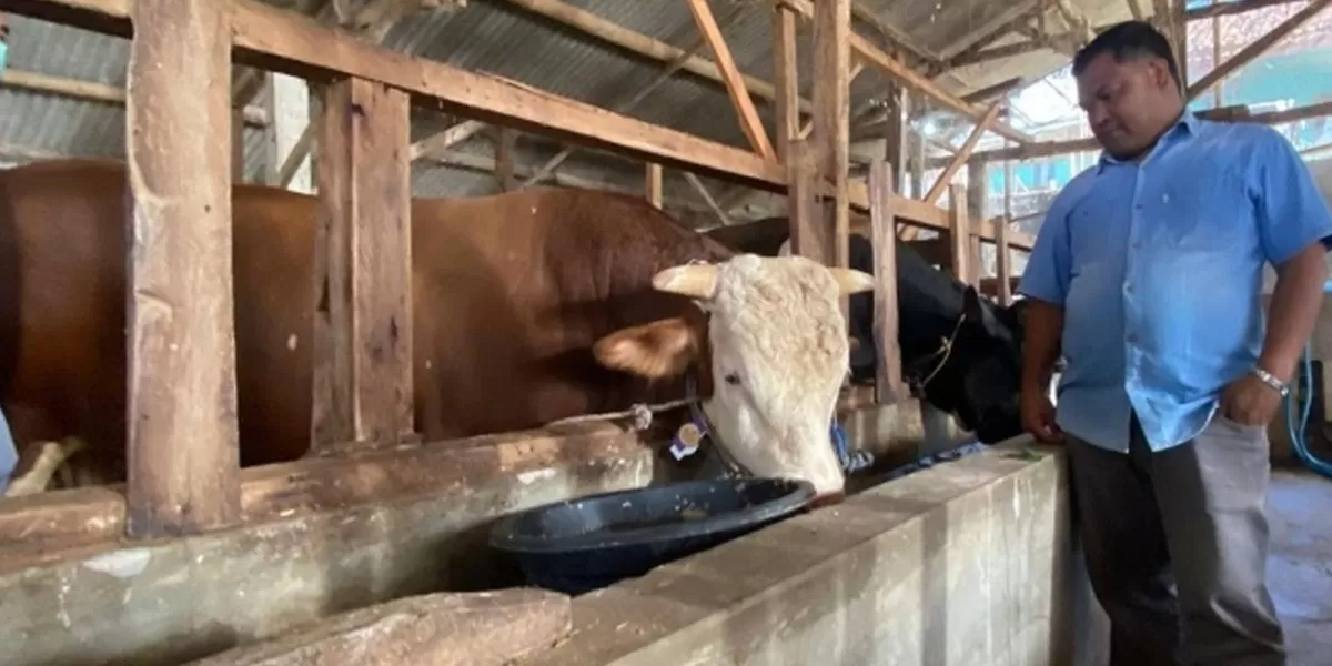 Si Mayor, sapi jumbo milik peternak asal Bandung Barat resmi menjadi hewan kurban Presiden Prabowo untuk Iduladha 1447 Hijriah. (istimewa)
