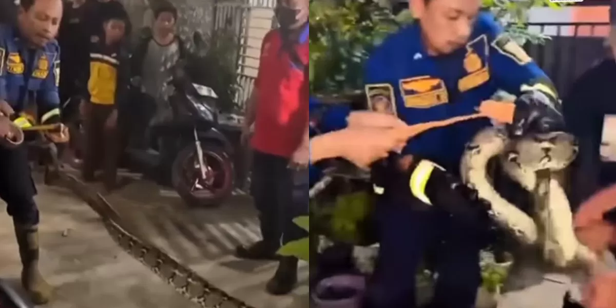 Petugas Damkar langsung mengevakuasi ular sanca berukuran besar dari saluran kamar mandi warga. (instagram/infobekasiutara.id)