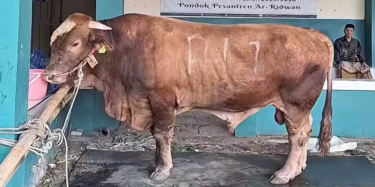Penampakan sapi jumbo RI 1 yang bobotnya mencapai 1,2 ton. (instagram/infobekasi_official)