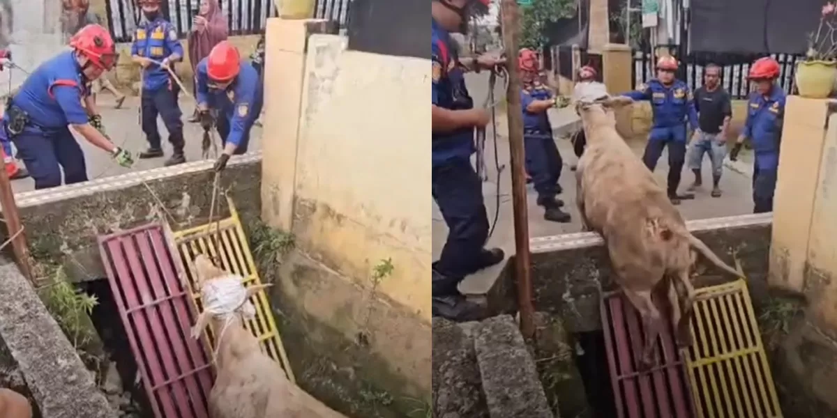 Para petugas Damkar Kota Bekasi harus berjibaku selama hampir satu jam demi mengevakuasi sapi kurban yang nyemplung ke parit. (instagram/infobekasi)