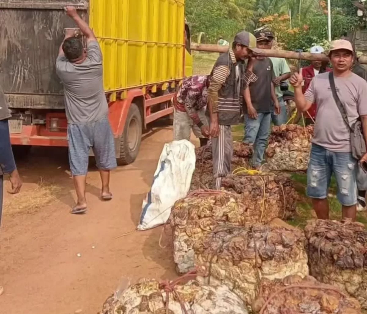 Aktivitas bongkar bokar, harga karet di OKI berangsur membaik