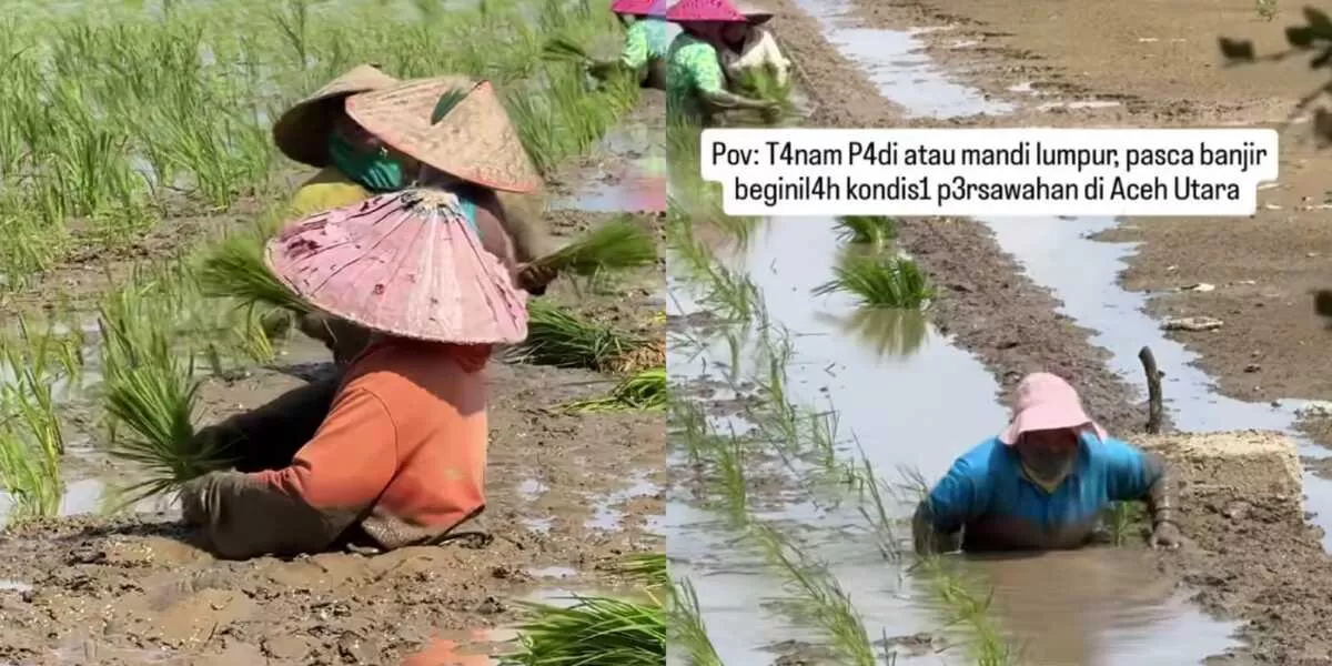 Kondisi persawahan warga yang dipenuhi sisa lumpur bekas banjir akhir November 2025.  (Instagram/paseimages)