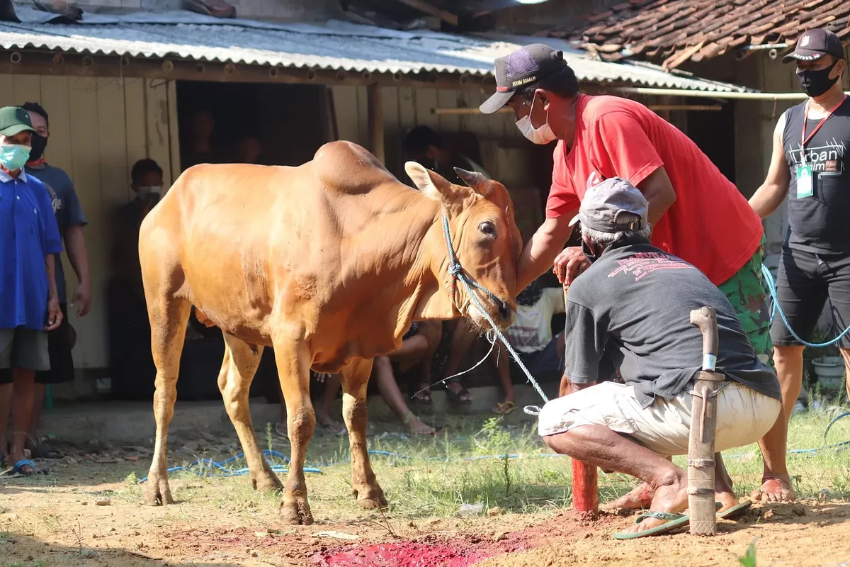 Harga daging sapi dan kerbau dijaga Rp55.000 per kg jelang Ramadan dan Idulfitri 2026. Stok nasional aman hingga Lebaran. (Pixabay/mufidpwt )