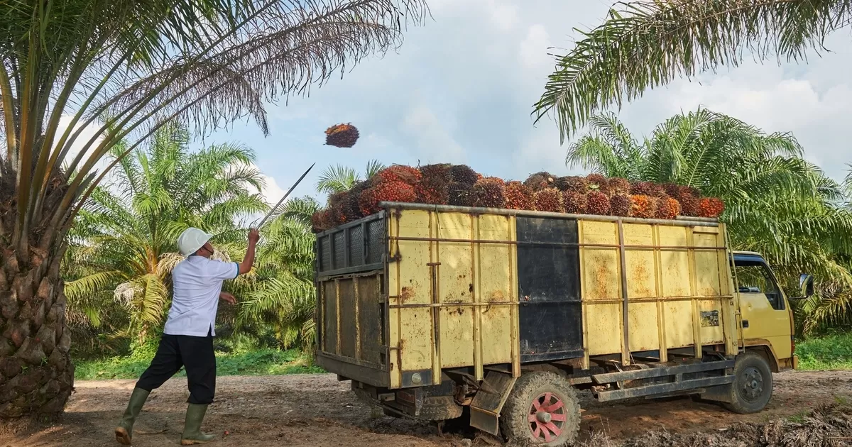 Direktur utama Agrinas Palma Nusantara Abdul Ghani mengatakan perseroan akan buka ruang kemitraan dengan koperasi, baik untuk kegiatan operasional perkebunan maupun pengembangan plasma sawit (Pixabay/151729)