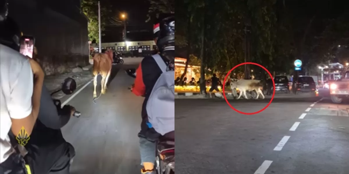 Mengintip insiden tak terduga yang terjadi pada seekor sapi kurban saat momen jelang Idul Adha 2026 di kawasan Stasiun Klaten, Jawa Tengah. (Instagram.com/@kabarklaten)
