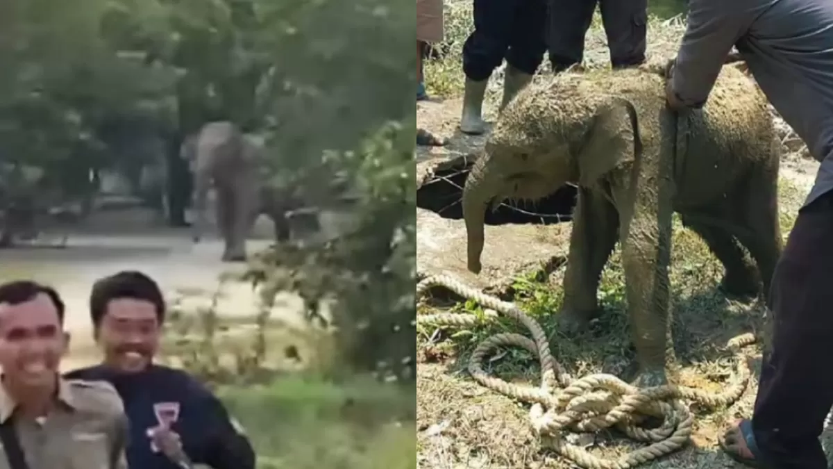 Momen kawanan gajah liar masuk ke mess karyawan di Siak, Riau. (Instagram/herryheryawan)