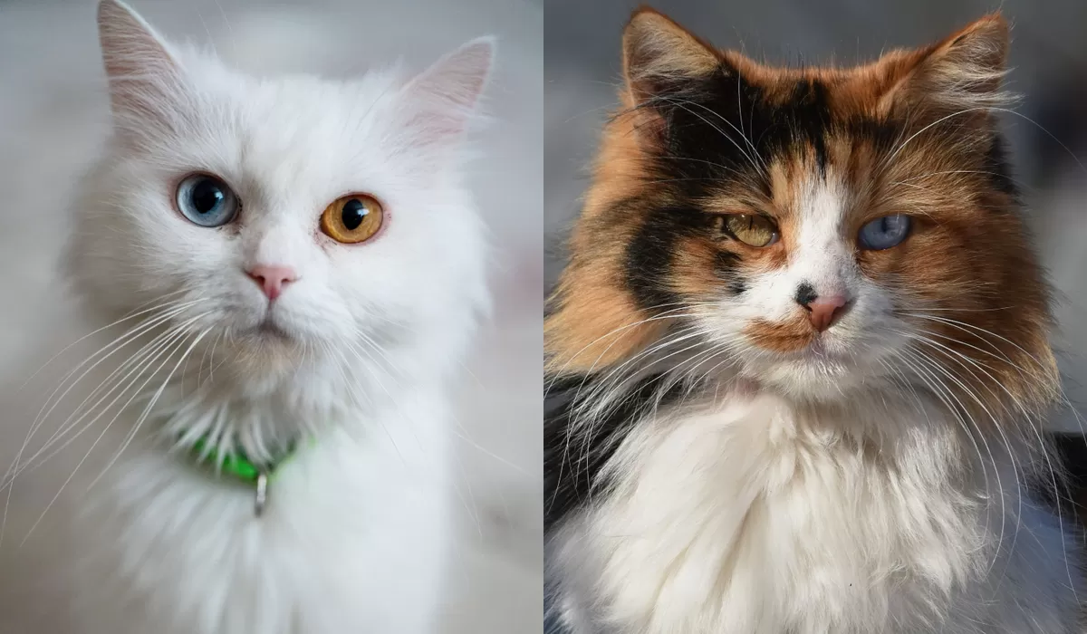 Punya KUCING ODD EYE? Simak Penyebab, MITOS, dan CARA MERAWAT dengan ...