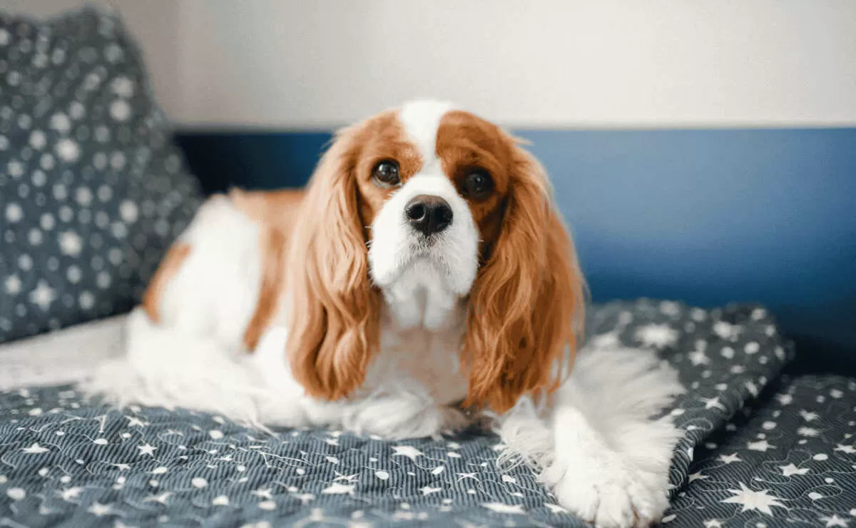 Cavalier King Charles: Anjing Favorit Keluarga