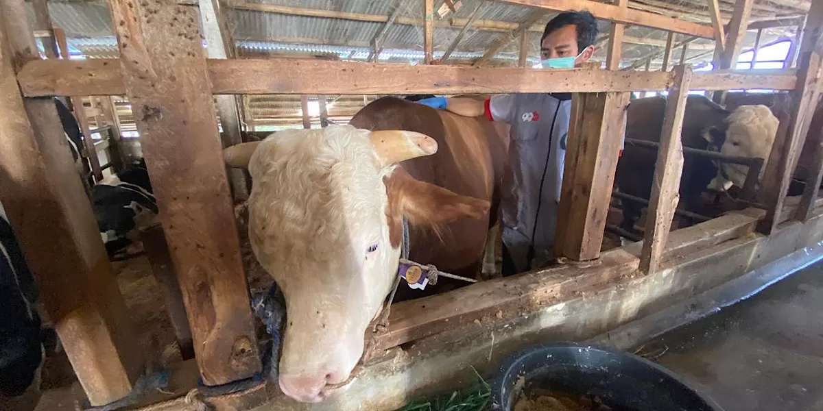 Lolos Seleksi Ketat, Mayor Jadi Sapi Kurban Presiden Prabowo Subianto dari Bandung Barat