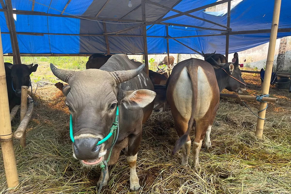 Jelang Iduladha 2026, Sapi Bali Asal Bima Jadi Buruan Warga Bandung Barat, Ini Keunggulannya
