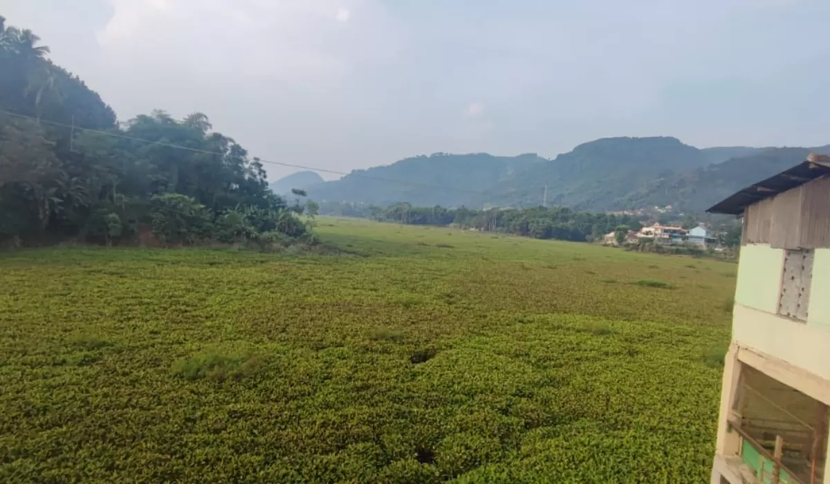 Eceng Gondok di Sungai Saguling Sudah Seperti Daratan, Pemdes Rancapanggung KBB Apresiasi Indonesia Power Tangani Dampaknya Lakukan Fogging Rutin