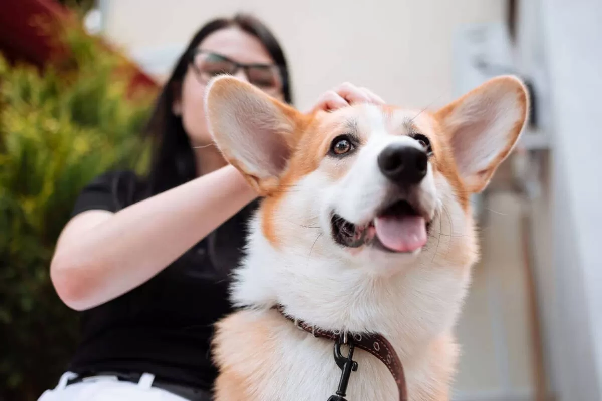 10 Ras Anjing Lucu yang Mudah Dirawat
