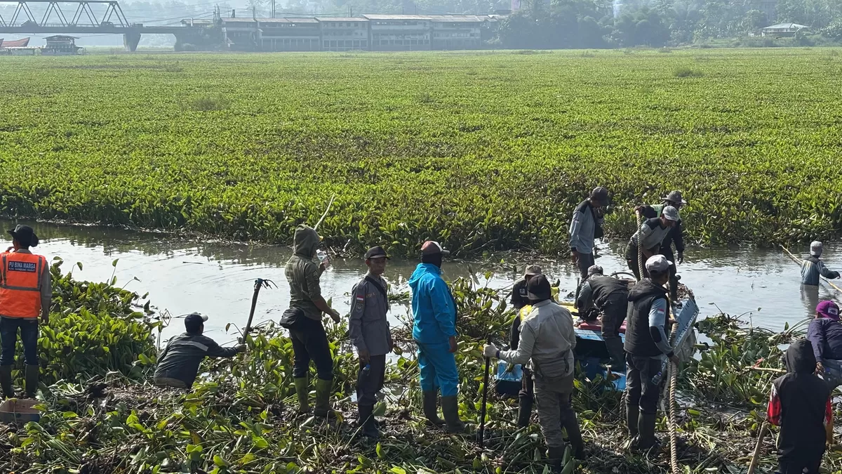 Jeje Turun Gunung! Pemkab Bandung Barat dan PLN Indonesia Power Bergerak Selamatkan Waduk Saguling dari Kepungan Eceng Gondok