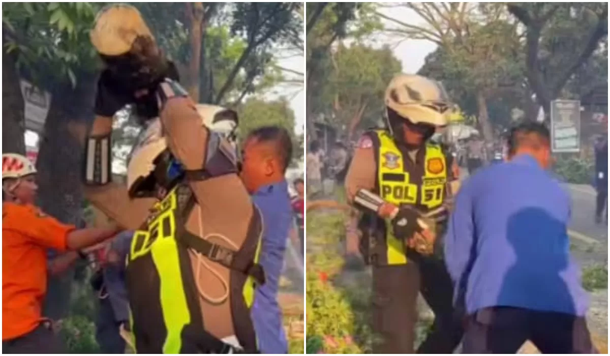 Pohon Mahoni Tumbang Timpa Truk di Jalan Raya Bandung-Cianjur, Arus Lalu Lintas Sempat Lumpuh
