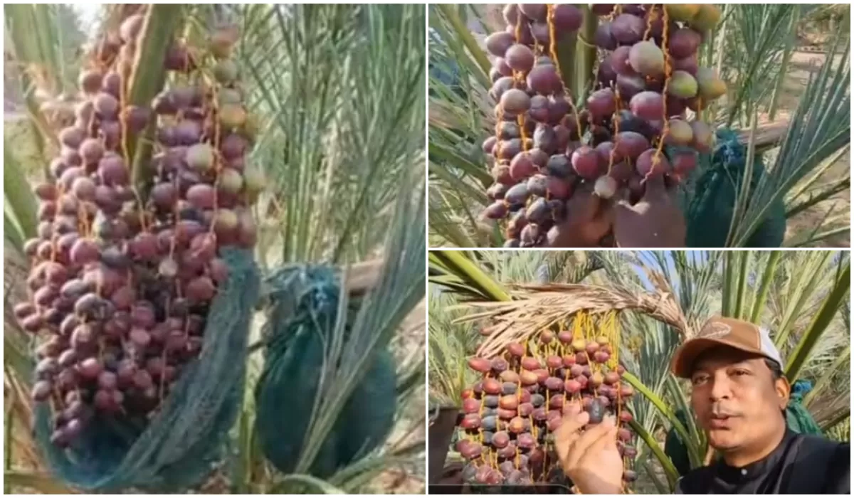 Panen Kurma Ajwa di Makkah Dimulai, Kurma Favorit Nabi Muhammad SAW Dijual hingga Rp520 Ribu per Kilogram