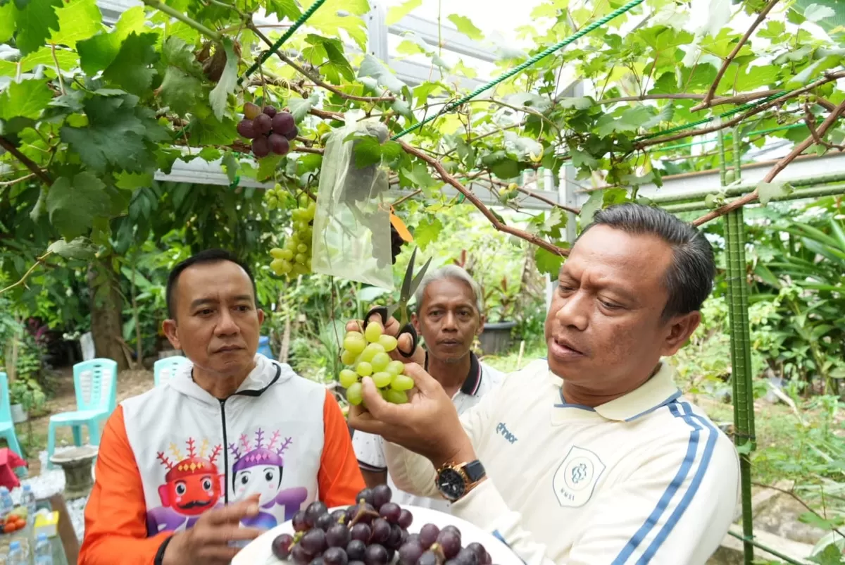 Wali Kota Administrasi Jakarta Timur, Munjirin, memimpin langsung panen anggur bersama warga di Komplek Taman Buaran Indah RW 13, Kelurahan Penggilingan, Kecamatan Cakung, Jumat (9/1/2026). (f: Ist)