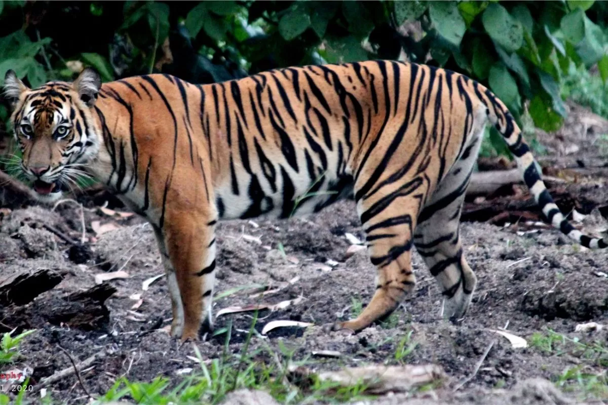 Ilustrasi harimau. (f: lestari.kompas.com)