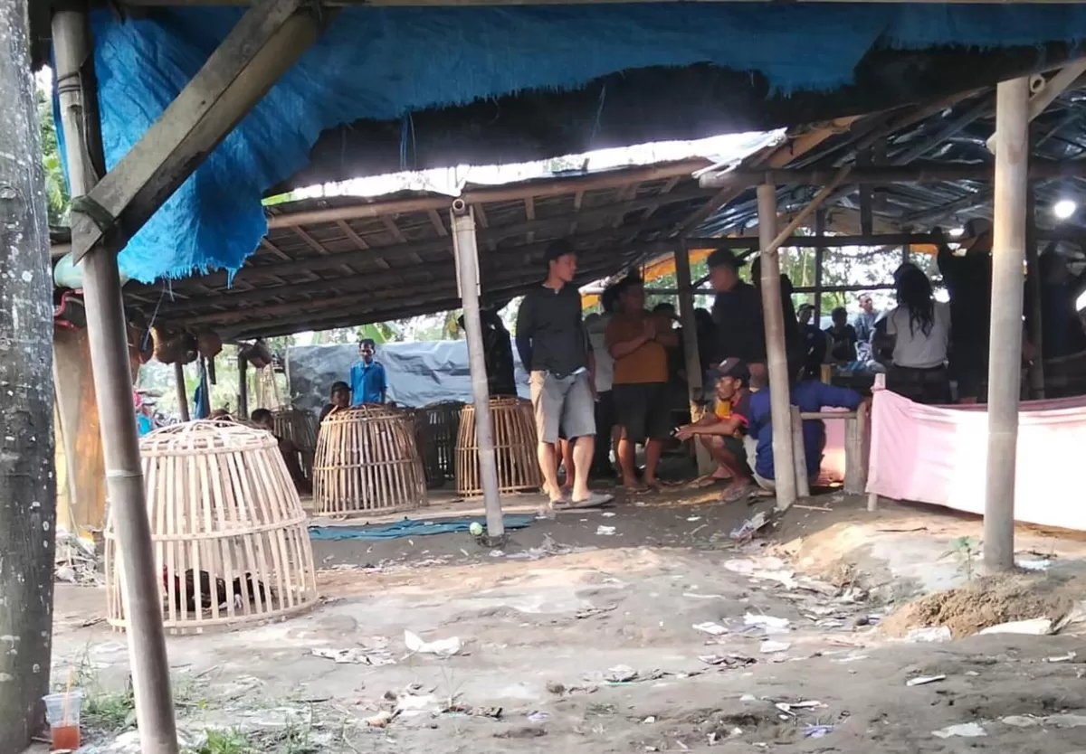 Dugaan praktik judi sabung ayam di Kabupaten Pemalang. (f: Ist)