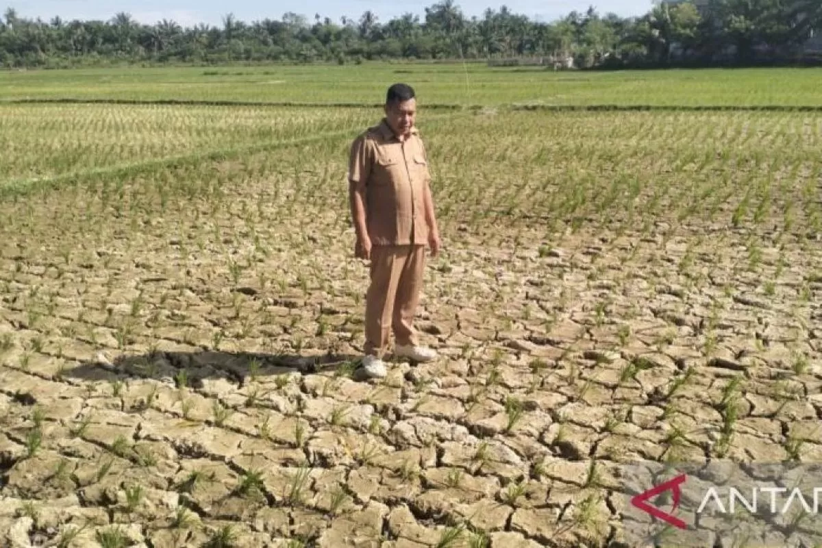 Ilustrasi kemarau. (f: kompas.com)