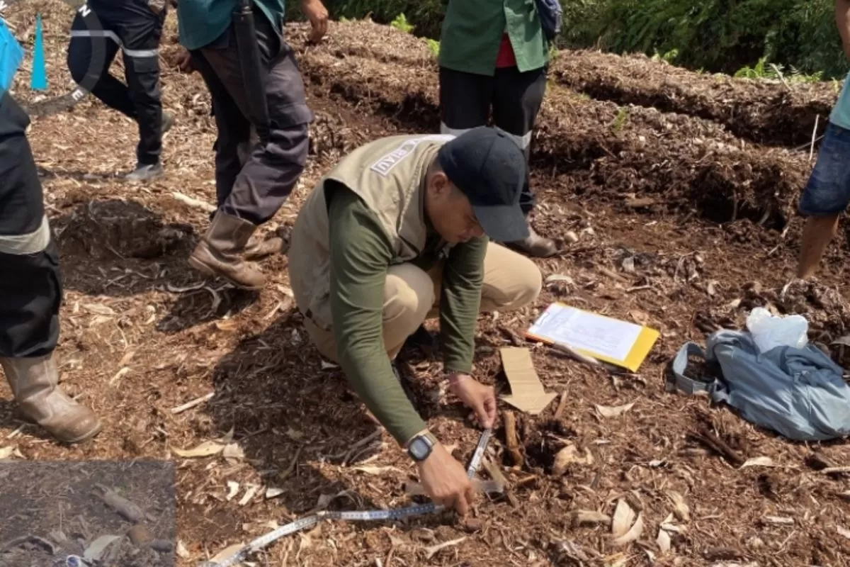 Tim BBKSDA Riau mengukur jejak harimau sumatera yang menerkam seorang anak kecil di Kabupaten Pelalawan, Riau, Selasa (7/7/2026).(f: kompas.com/Dok. BBKSDA Riau)
