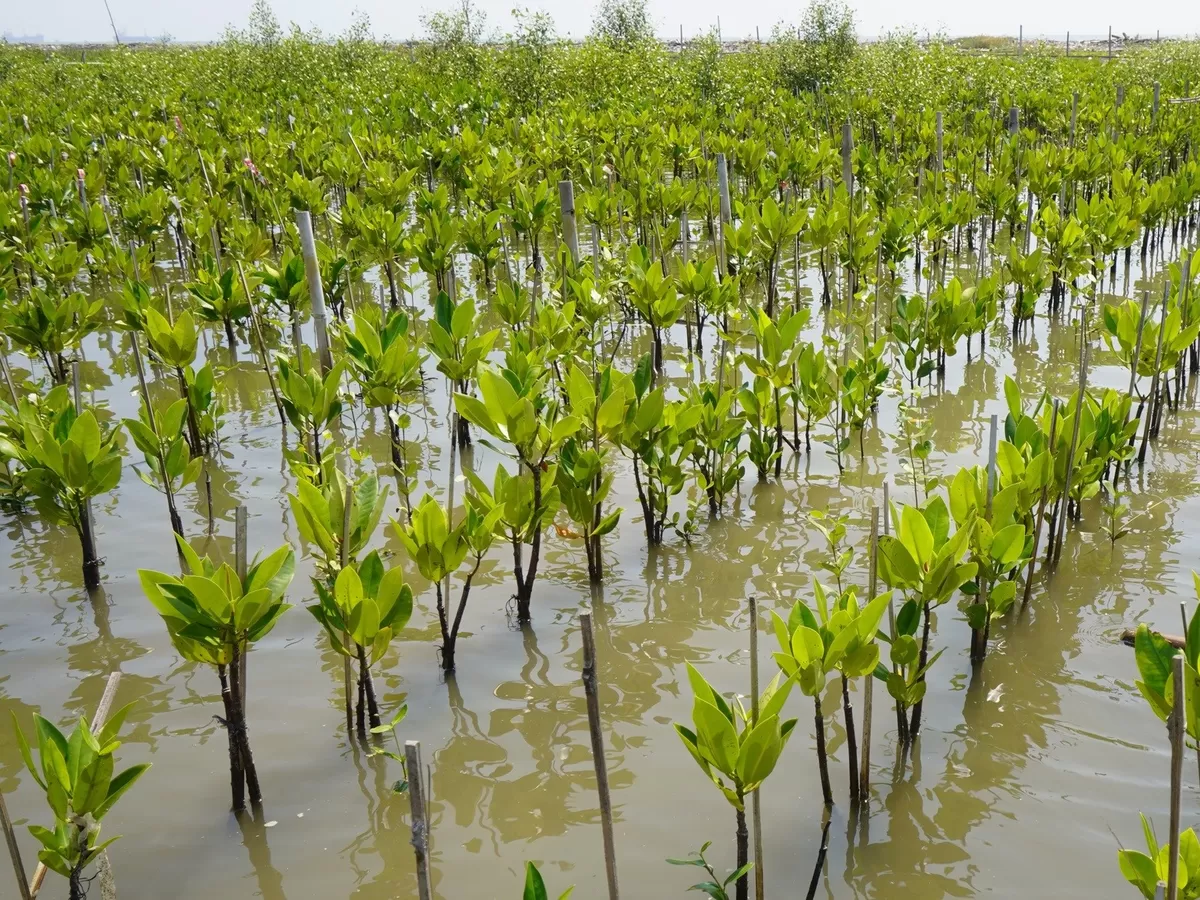 Hutan mangrove (foto: int)