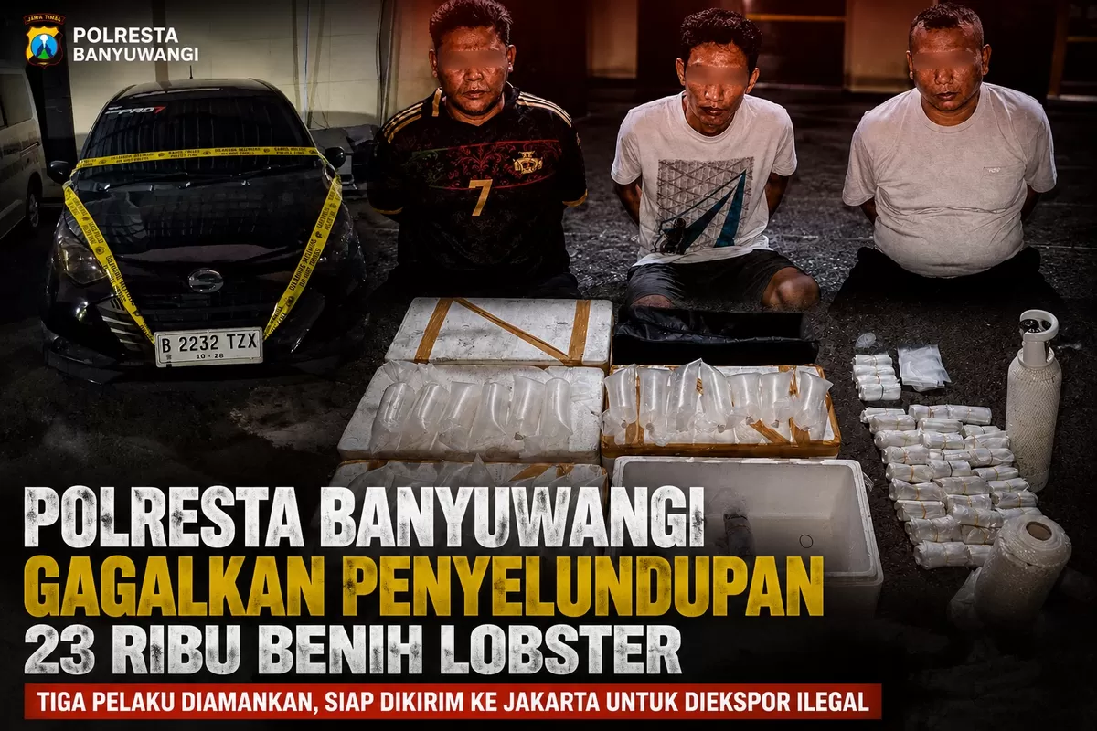 Polresta Banyuwangi Gagalkan Penyelundupan 23 Ribu Benih Lobster, Tiga Pelaku Diamankan