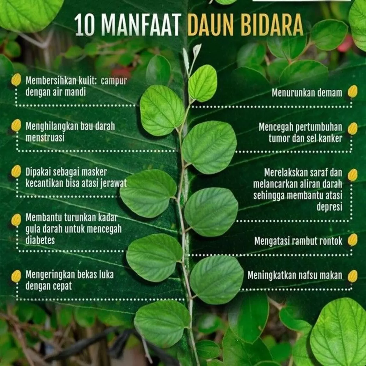 Daun Bidara Makin Populer, Ini Sederet Manfaatnya bagi Kesehatan!