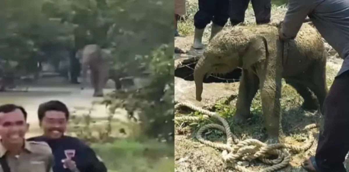 Kawanan Gajah Liar  Serbu Mess Karyawan di Riau hingga Robohkan Tembok, Apa yang Sebenarnya Terjadi?