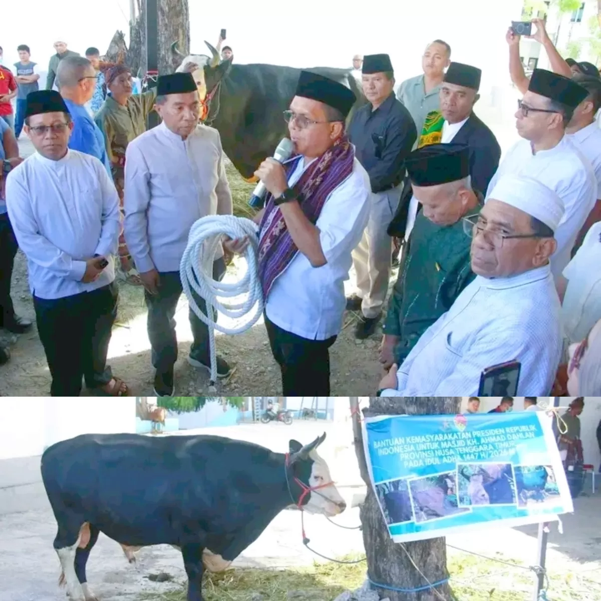 Sapi Kurban Presiden "Siloam" 1,1 Ton Diserahkan di UMK, Gubernur NTT: Ini Simbol Solidaritas dan Gotong Royong (Foto: Humas Setda Prov NTT)