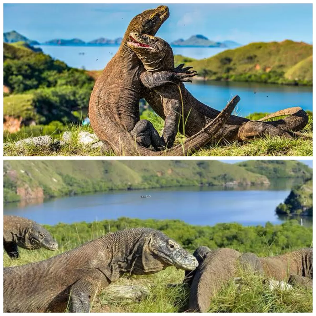 Ilustrasi: Pulau Komodo, Labuan Bajo NTT