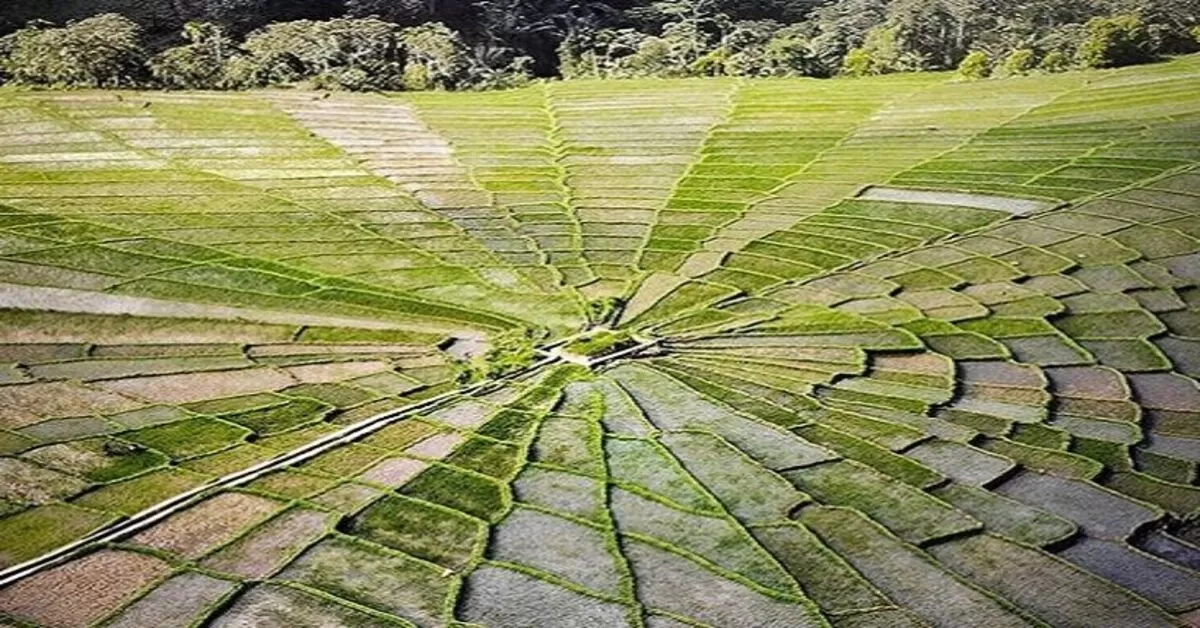 Ilustrasi: Sawah Lodok Cancar Manggarai Flores