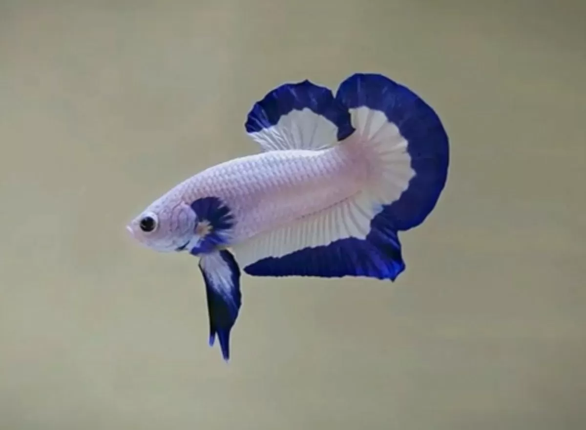 Foto ilustrasi ikan cupang.  (Gilvyn Rei)
