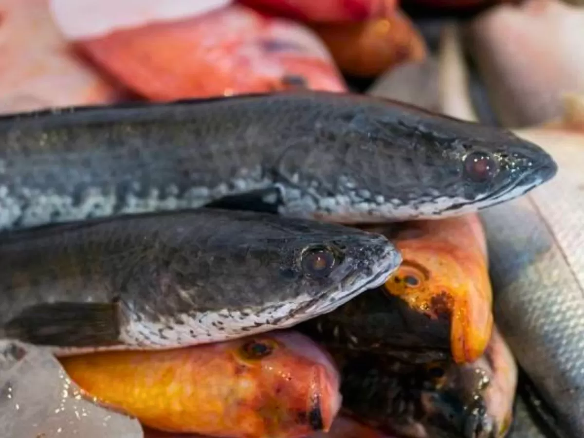 Gabus Gradasi Ikan Gabus Bisa Jadi Superfood Lokal, BRIN: Kandungan Albuminnya ...