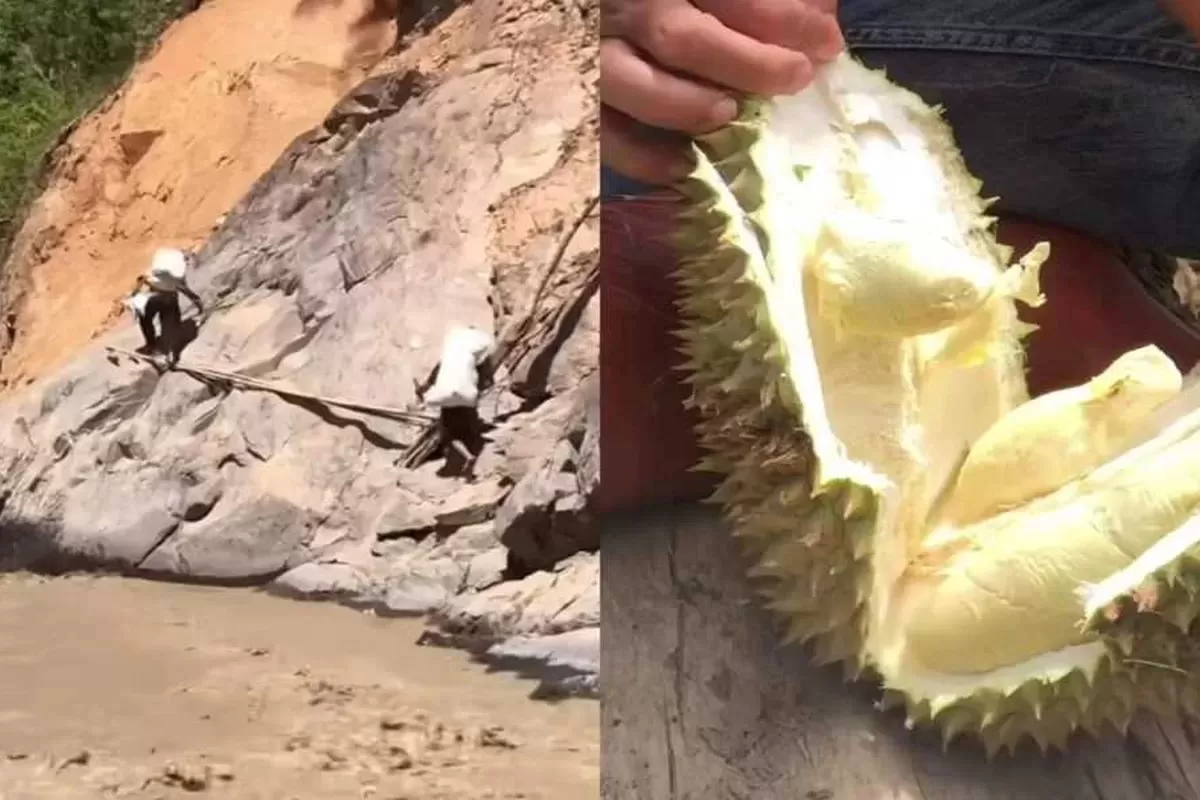 Musim durian yang sedang panen di Kute Reje, Kecamatan Linge membuat warga kini banyak menggratiskannya pada relawan yang datang - WartaPesona.com (Detik Sumsel)