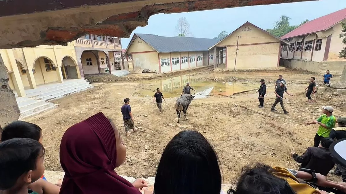 Sapi Jumbo Sedekah Prabowo Bikin Ponpes di Aceh Semangat Sambut Ramadan - WartaPesona.com (X : @tijabar)
