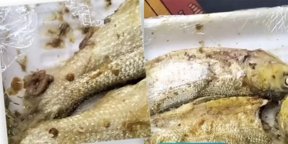 Ada Belatung di Ikan Bandeng MBG SDN Rong Tengah 2, Kepala SPPG Dalpenang Akui Menu Terlambat Masuk Dapur - WartaPesona.com (Media Priangan)