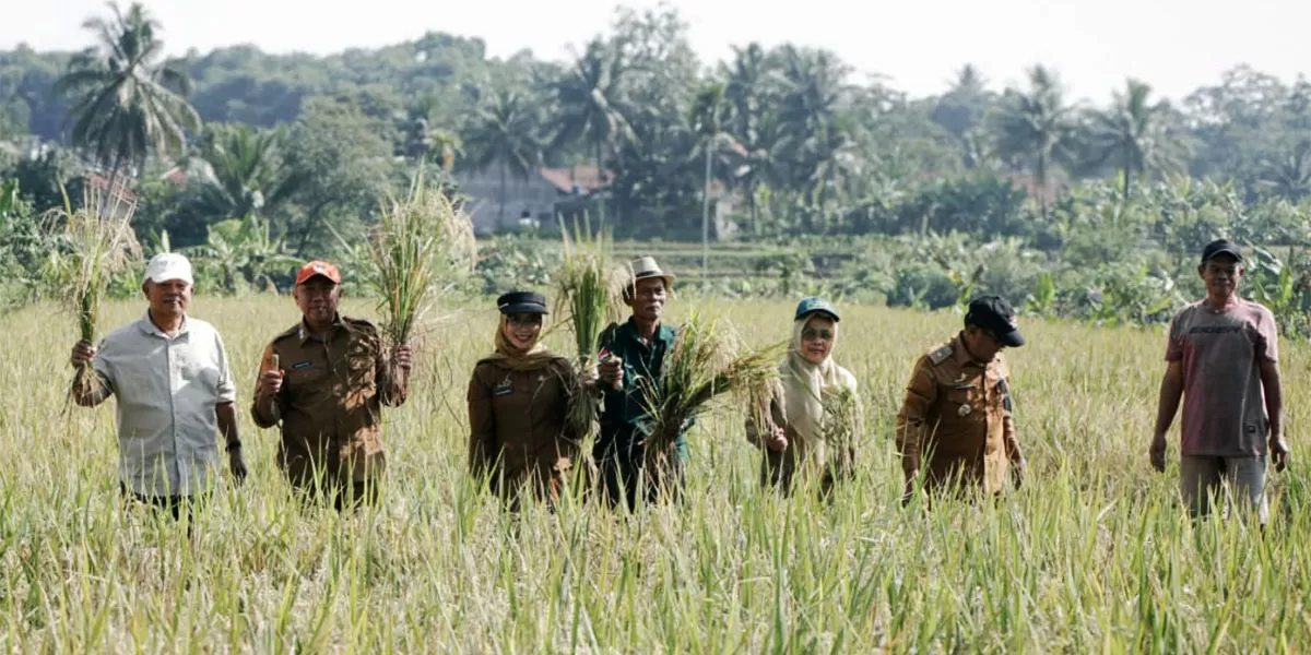 Panen demplot SRI GACCORS di Kabupaten Ciamis menjadi langkah memperkenalkan pertanian organik kepada petani lokal,&nbsp;Senin, 2 Februari 2026. (Dok. Kominfo Ciamis)