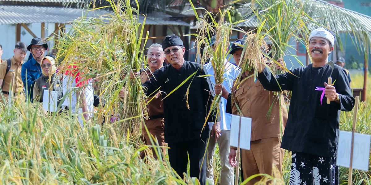 Bupati Ciamis, Herdiat Sunarya menghadiri Panen Raya Organik yang digelar Petani Organik Mandiri Ciamis di Demplot Jambansari, Kelurahan Ciamis, Senin (9/2/2026). (Dok. Prokopim Ciamis)