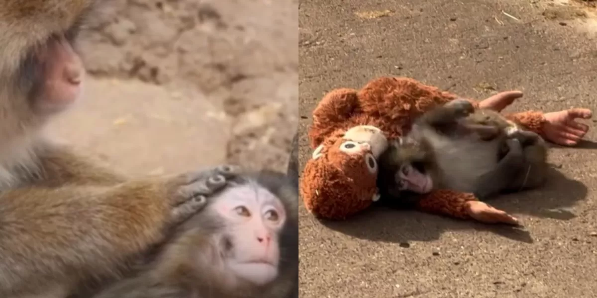 Bayi monyet Punch di Ichikawa City Zoo akhirnya diterima kelompoknya setelah kisah kesepiannya viral. (Instagram.com/@pembasmii.kehaluan)