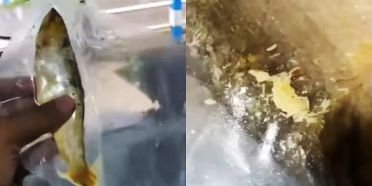Kasus bandeng presto MBG Ponorogo berbelatung viral. SPPG Cahaya Ngrayun meminta maaf dan memastikan penggantian menu MBG.   (TikTok/pengawas.99)