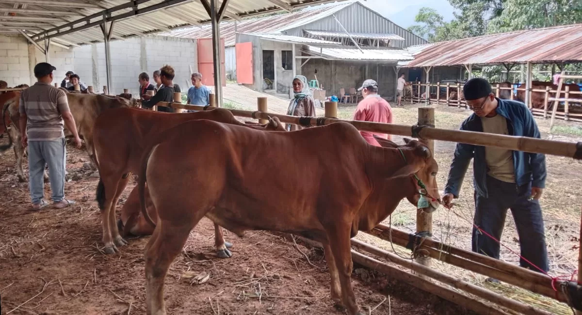 Jelang Idul Adha 1447 H, para penjual sapi kurban mulai ramai didatangi pembeli. Aktivitas penjualan hewan kurban terlihat di salah satu tempat penjualan sapi di Kota Tasikmalaya, Jumat (15/5/2026). (Dok. AMS)