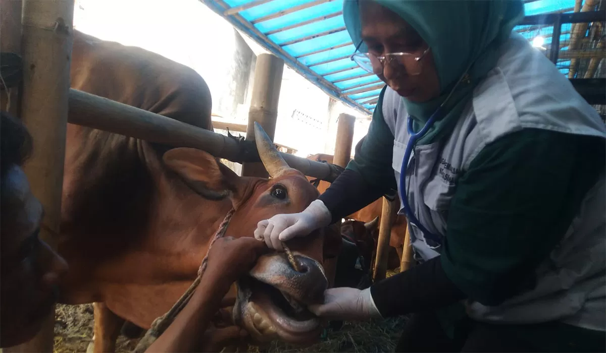 Petugas dari Dinas Ketahanan Pangan Pertanian dan Perikanan (DKPPP) Kota Tasikmalaya melakukan pemeriksaan kesehatan hewan kurban di salah satu tempat penjualan di Kota Tasikmalaya, Kamis (21/5/2026). (Dok. AMS)