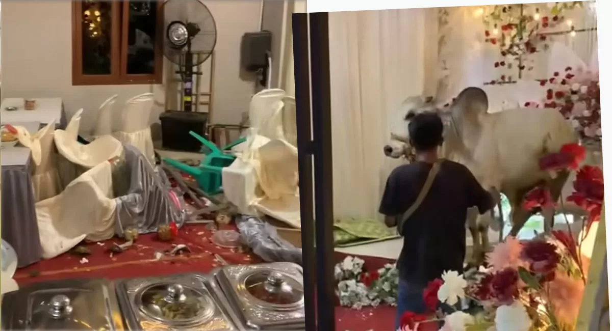 Sapi kurban masuk pelaminan dan merusak tenda pernikahan di Purwokerto, video viral ini ditonton jutaan kali. (TikTok/meiwinda75)