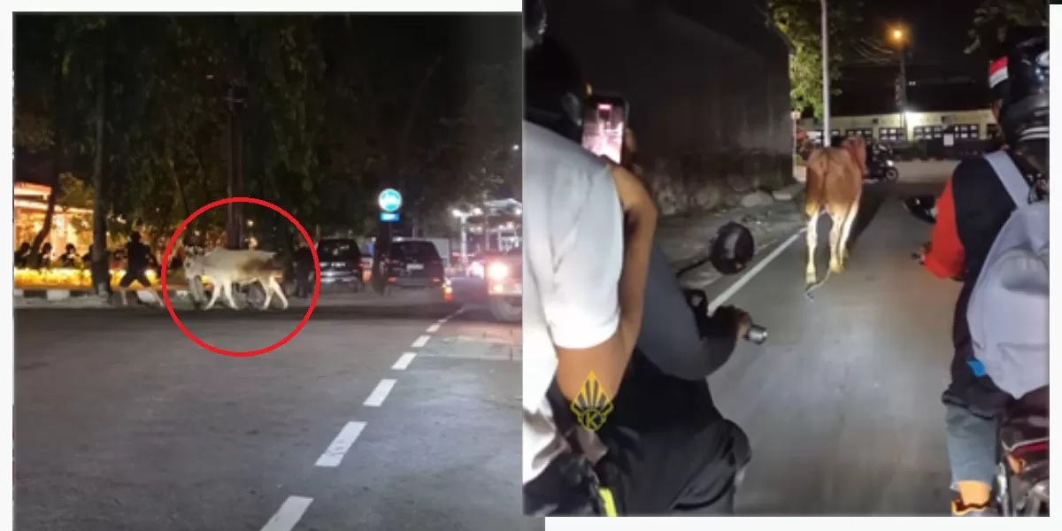 Sapi kurban lepas di dekat Stasiun Klaten viral di media sosial, warga panik mengejar hingga arus jalan sempat ricuh. (Instagram.com/@kabarklaten)