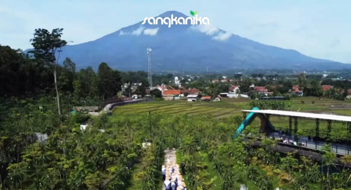 Sangkanika Kuningan menghadirkan wisata edukatif terbaik, kebun buah naga kuning, dan panorama alam kaki Gunung Ciremai. (Instagram/sangkanika_edugarden)