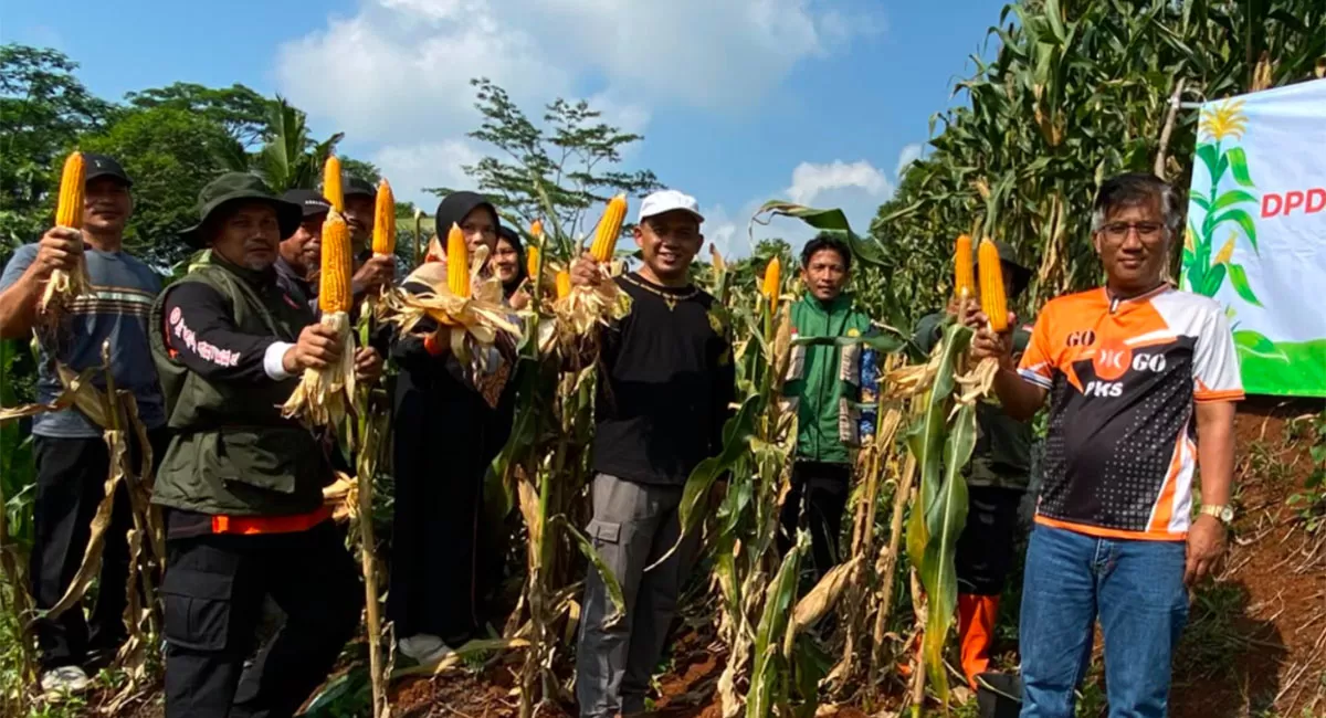 Anggota DPRD Jawa Barat H. Didi Sukardi S.E. hadir dalam Panen Jagung PKS Ciamis di Rajadesa, menegaskan komitmen terhadap ketahanan pangan dan petani. (Dok. KDS)